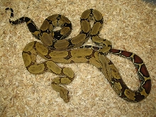 bair of 03 peruvian males