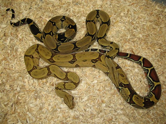 bair of 03 peruvian males