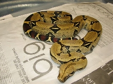 Parks male 3