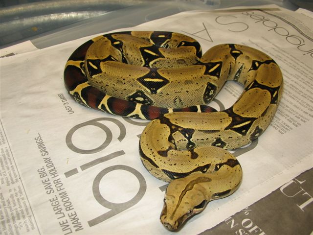 Parks male 3