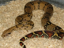 CFRB Peruvian male