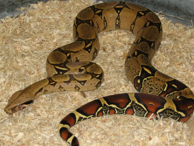 CFRB Peruvian male