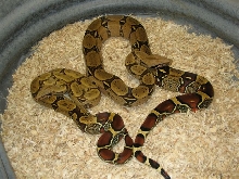 CFRB male and Cagle male