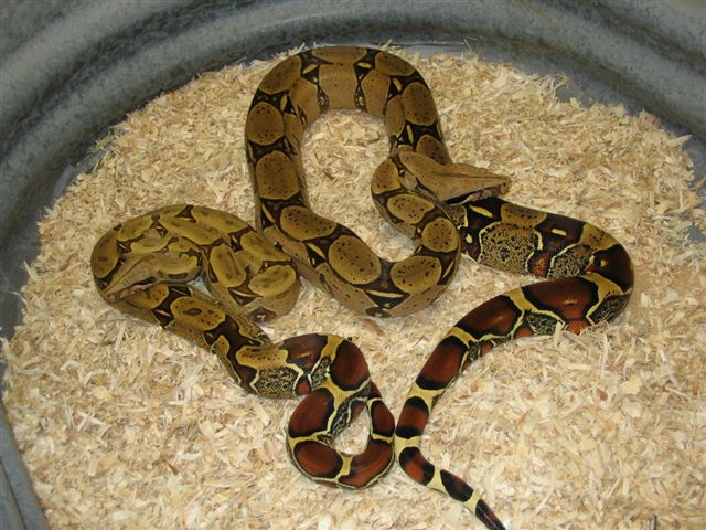CFRB male and Cagle male