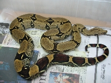 Parks male 4