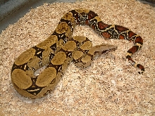 Peruvian female