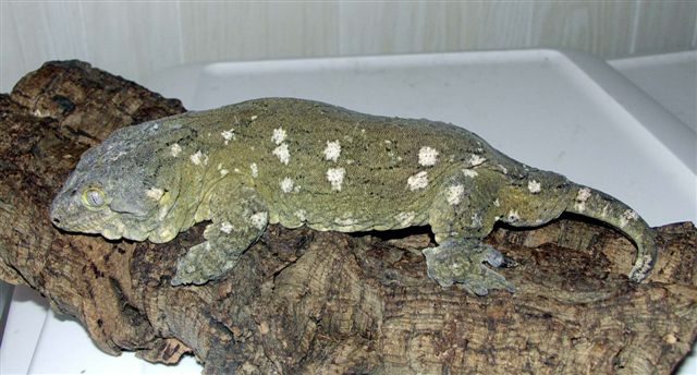 male henkeli