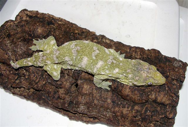 henkeli female