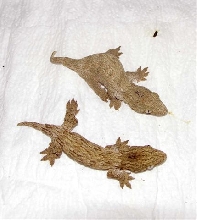 henkeli babies