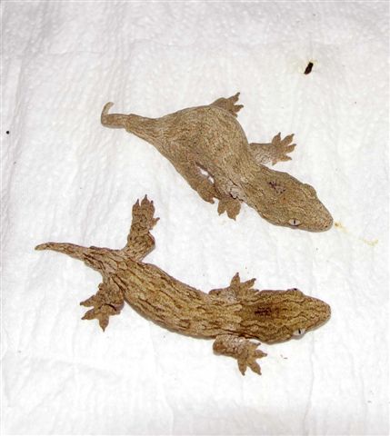 henkeli babies