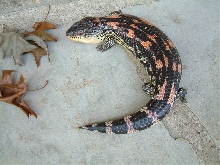 young blotched blue tongued skink