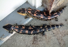 blotched blue tongues