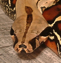 head one