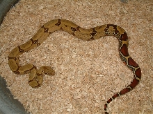 yearling Peruvian male