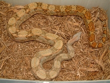 hog boa male