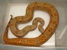 hog island female