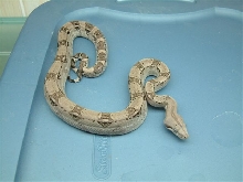 anery longicauda