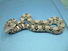 anerythristic longicauda