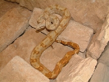 hog island boa yearling