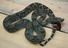dark longicauda baby
