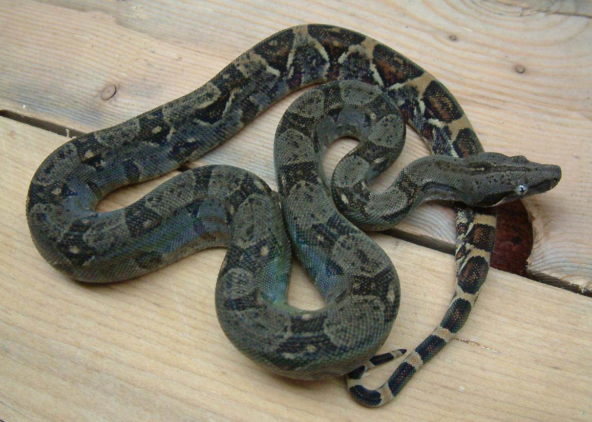 dark longicauda baby