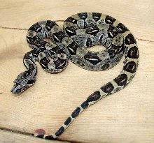 baby longi male