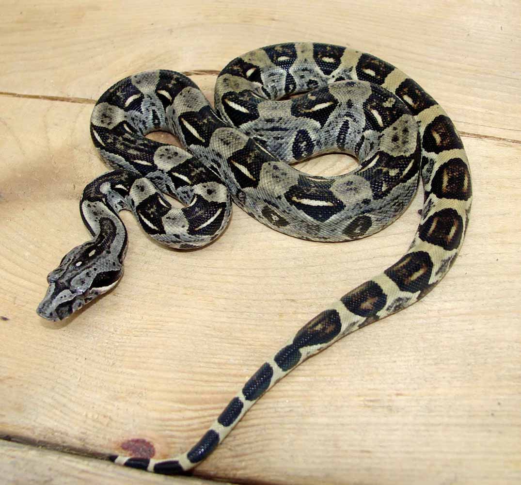 baby longi male