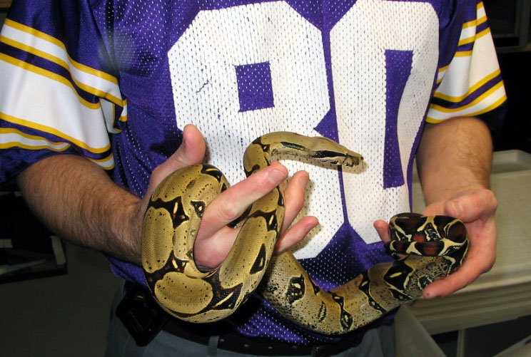 boa and football