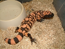 orange banded gila male