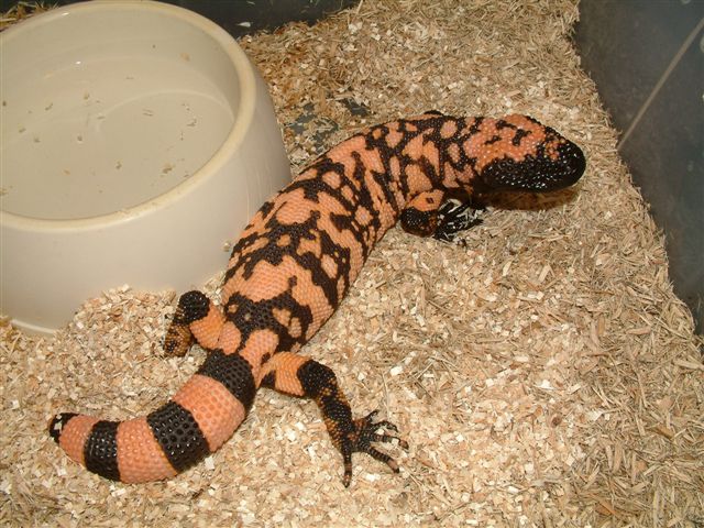 orange banded gila male