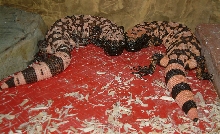 banded pair gilas