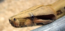peruvian male headshot