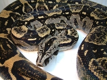 boa longicauda female