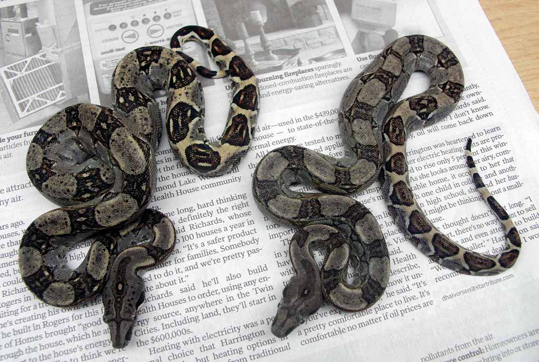 two baby longicauda