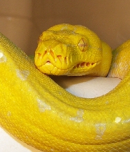yellow male head