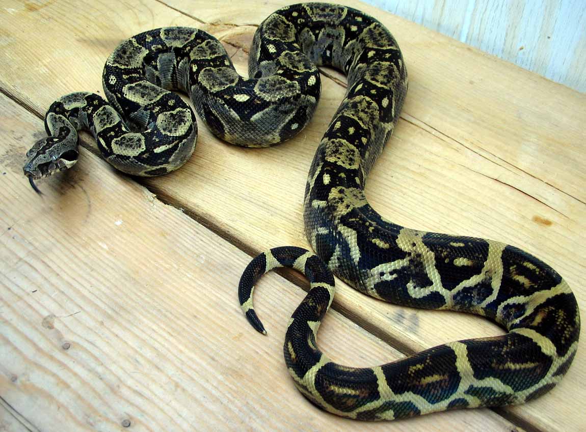 yearling longi 3