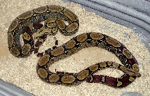 Peruvian pair