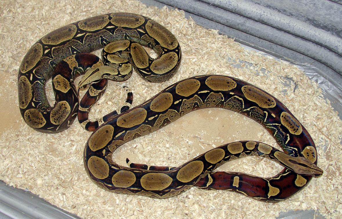 Peruvian pair