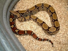 Peruv boa young female