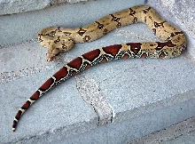 peruvian with tail