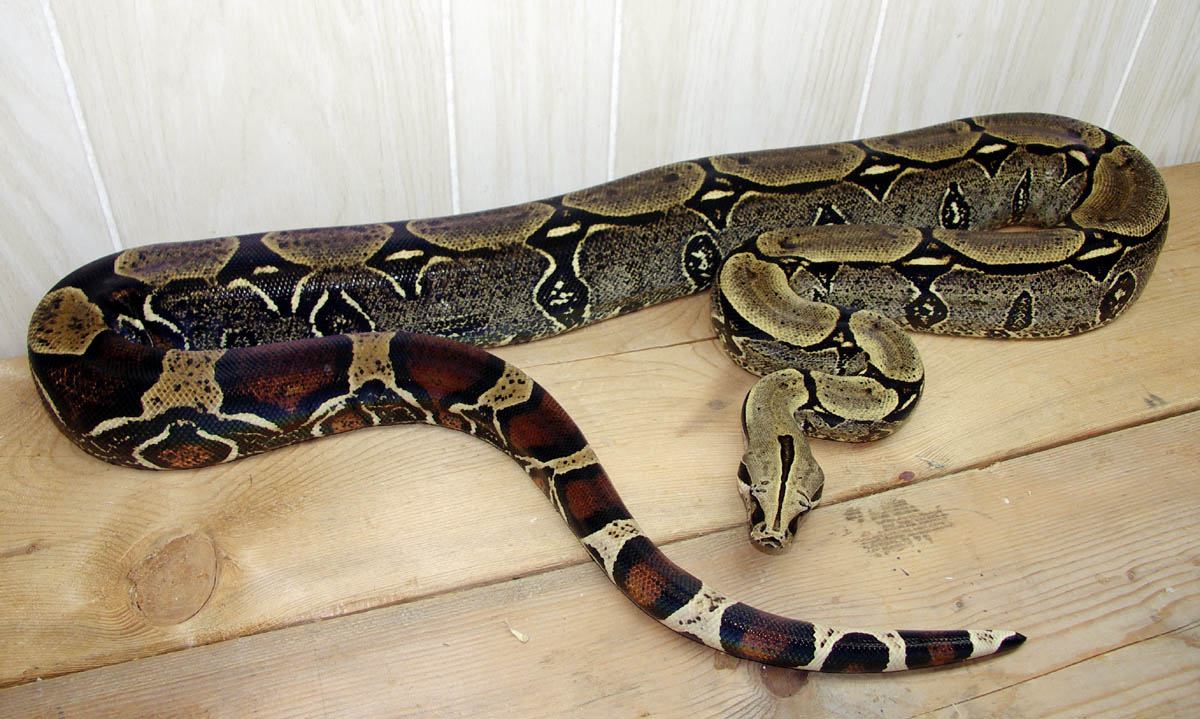 Peruvian male cropped