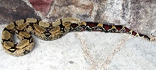 Peruvian female cropped