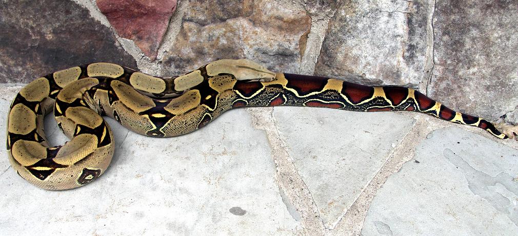 Peruvian female cropped