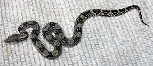 baby longi female