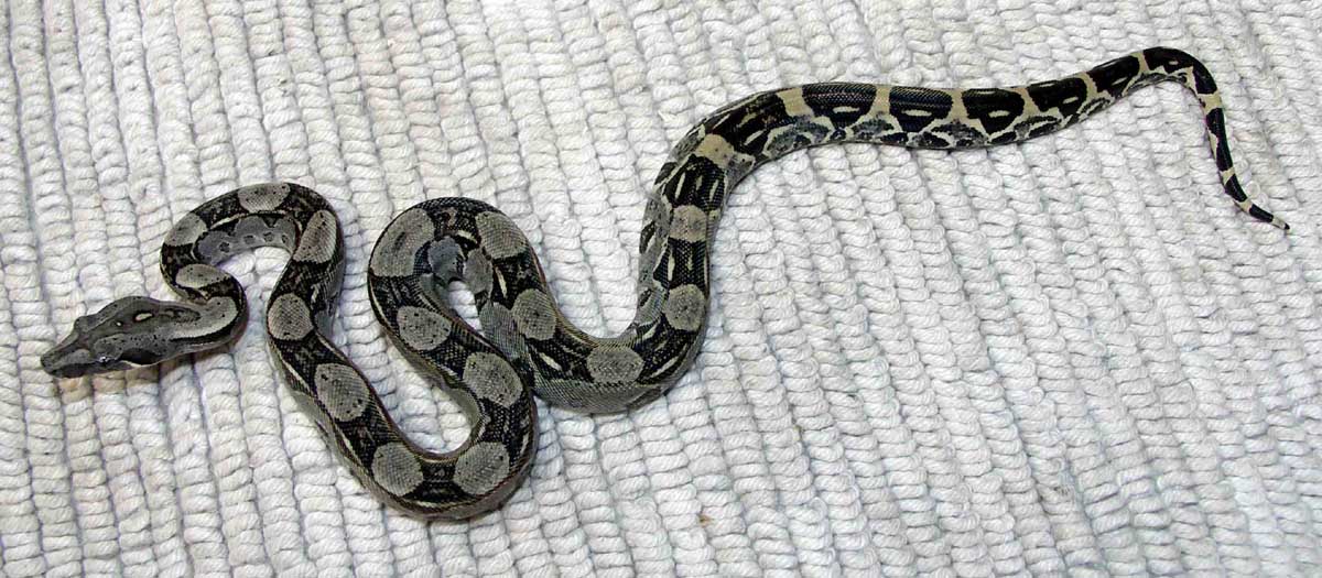 baby longi female