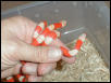 albino honds