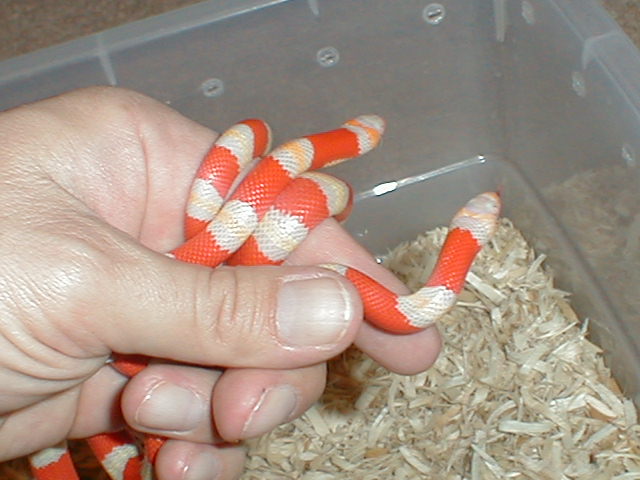 albino honds