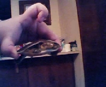 again my softshell turtle