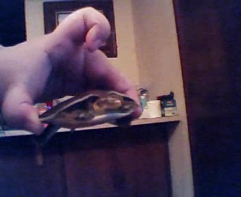 again my softshell turtle