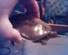 my softshell turtle.